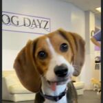 Dog Dayz Dog Care & Training